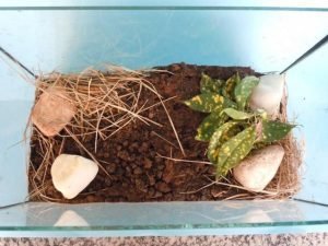 7º ano - Criando Planárias!