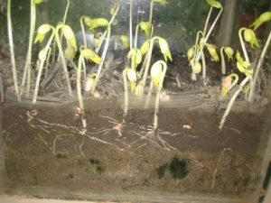 Sementes e descobertas no maternal A