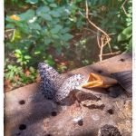 Rumo à Mata Santa Genebra