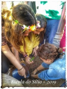 Plantio da muda de café