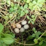 As aves na Escola do Sítio