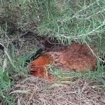 As aves na Escola do Sítio