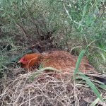 Curiosos de saudades, de ser e estar