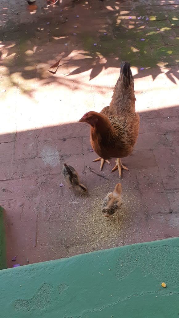 Curiosos de saudades, de ser e estar