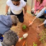 Mata Atlântica, desmatamento e reflorestamento