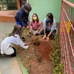 Mata Atlântica, desmatamento e reflorestamento