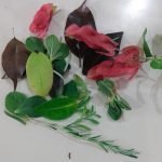 Exploradores da Natureza na Formação Complementar