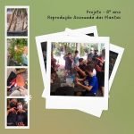 Reprodução assexuada das plantas